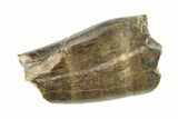 Fossil Tyrannosaur (Nanotyrannus) Partial Premax Tooth - Montana #338734-1
